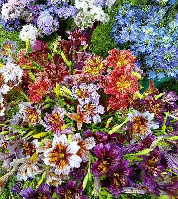 Chilean Morning Glory Seeds