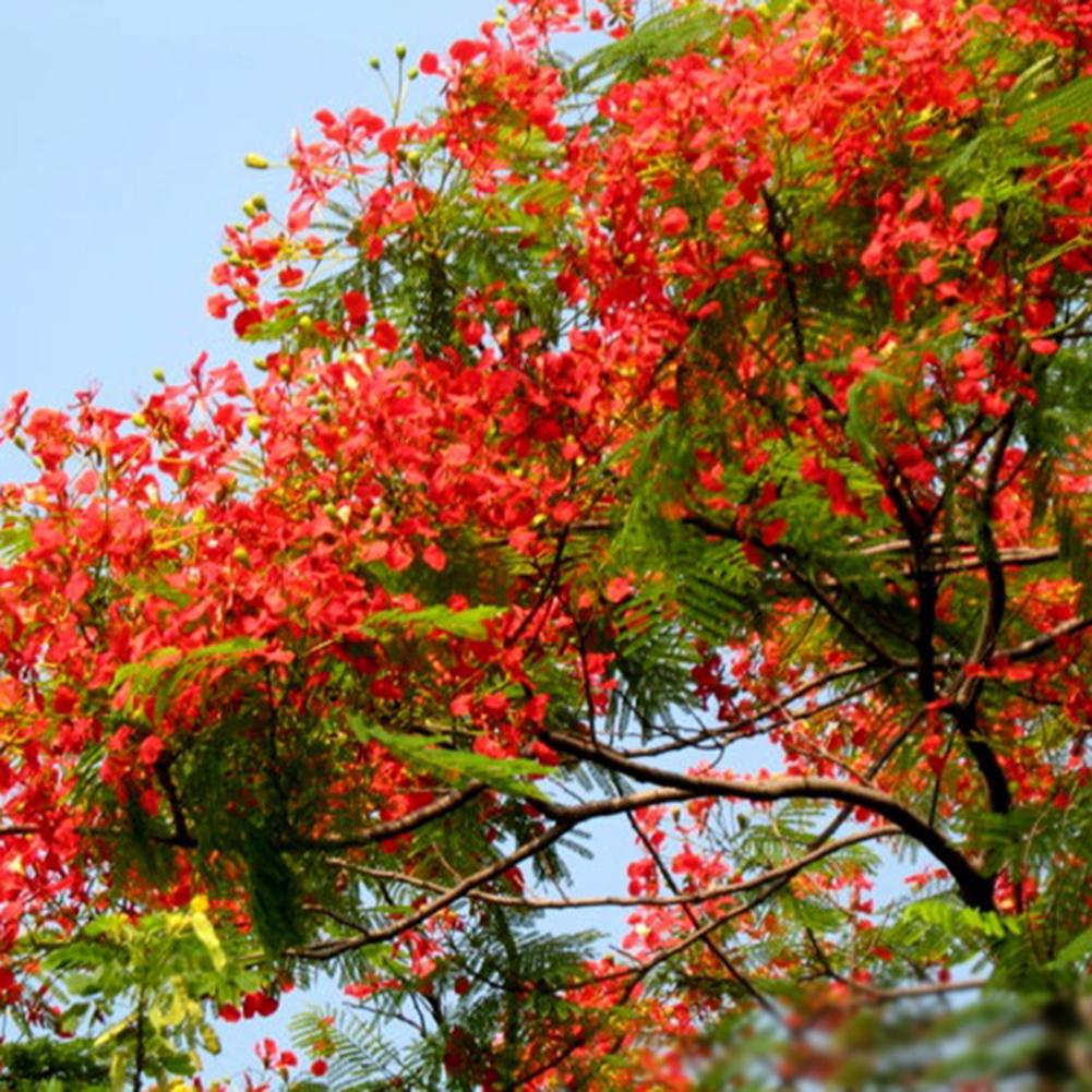 Brachychiton Acerifolius Flower Seeds for Planting, Heirloom, Non-GMO Flower Seeds - Acerifolius for planting in home garden