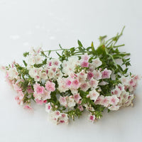 Phlox- Blushing Bride