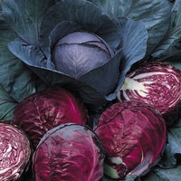 Buscaro – Organic Cabbage Seed
