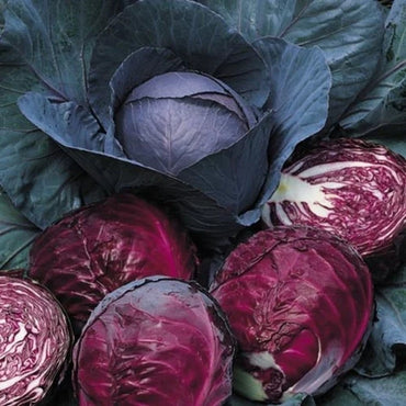 Buscaro – Organic Cabbage Seed