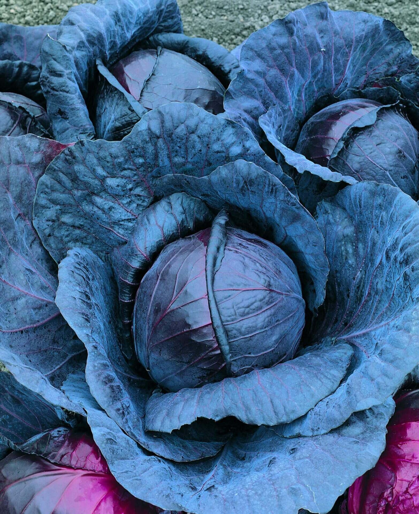 Red Express – Organic Cabbage Seed