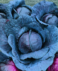 Red Express – Cabbage Seed