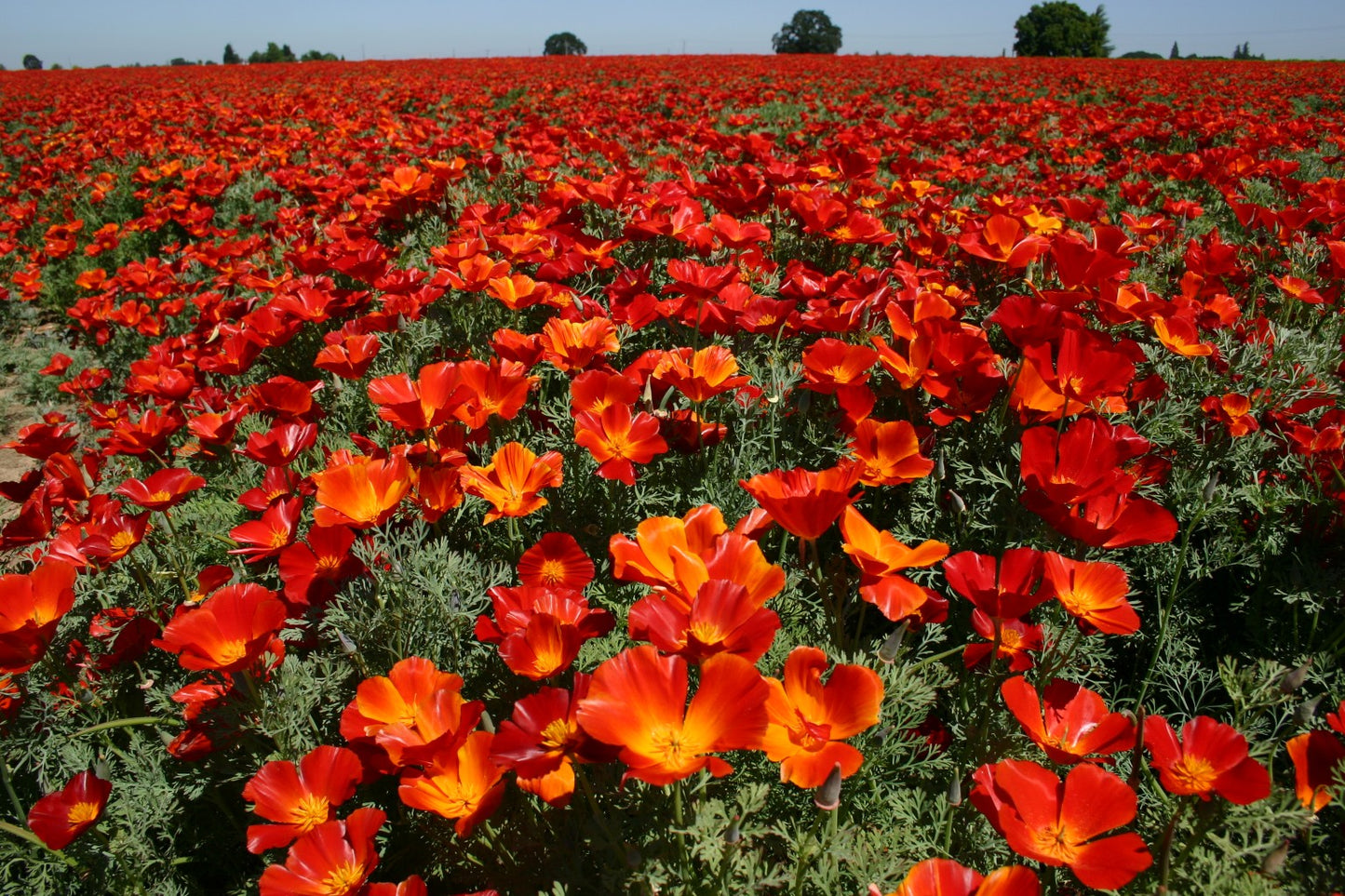 Californian Poppy- Red Chief