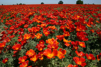 Californian Poppy- Red Chief