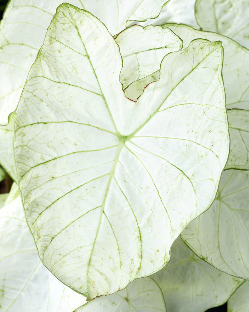 Florida Moonlight Fancy Leaf Caladium