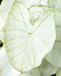 Florida Moonlight Fancy Leaf Caladium
