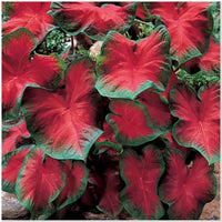 Freida Hemple Fancy Leaf Caladium