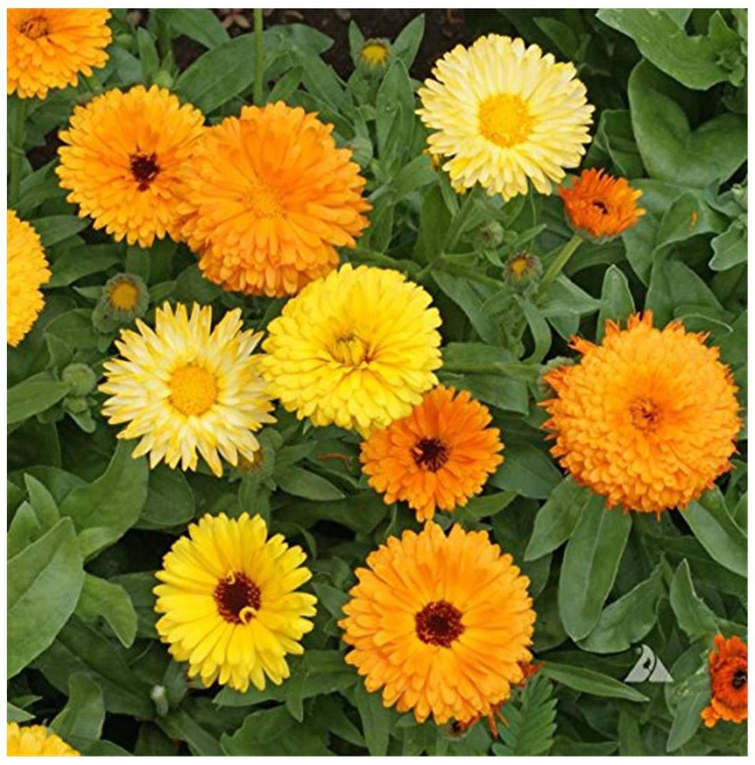 Calendula- Fiesta Gitana Mix