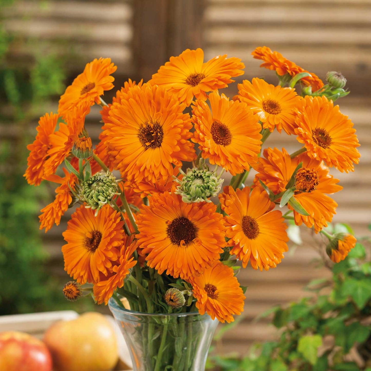 Orange Button – Calendula Seed