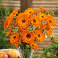 Orange Button – Calendula Seed