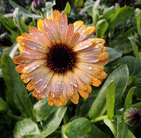 Flashback Mix – Organic Calendula Seed