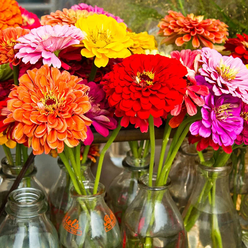 Seedling 5 Pack- Pollinator Friendly Flowers