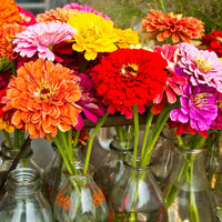 Seedling 5 Pack- Pollinator Friendly Flowers