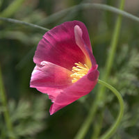 Californian Poppy- Purple Gleam