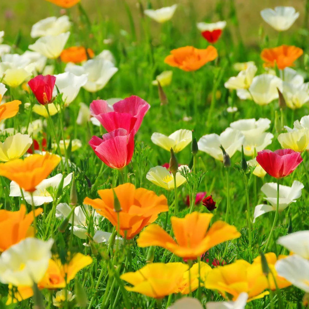 Californian Poppy- Single Choice Mix