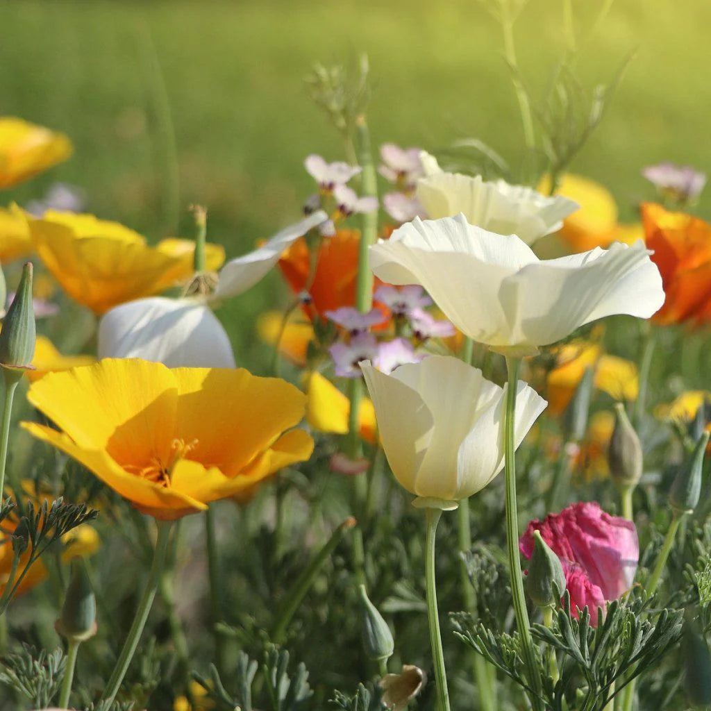 Californian Poppy- Single Choice Mix