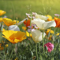 Californian Poppy- Single Choice Mix