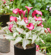 Frozen Queen Calla Lily