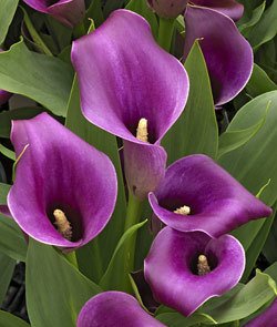 Calla Lily Purple Bulbs