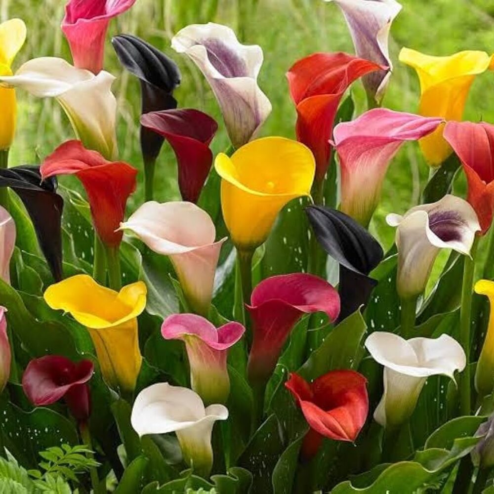 Calla Lily Mixed