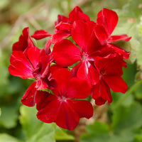 Heirloom Non-GMO Geranium Flower Seeds for Planting – Fresh and Vibrant Garden Blooms