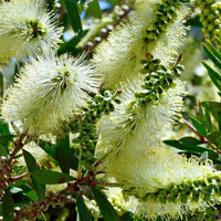 Heirloom Non-GMO Bottle Brush Melaleuca Flower Seeds for Planting – Vibrant Garden Blooms