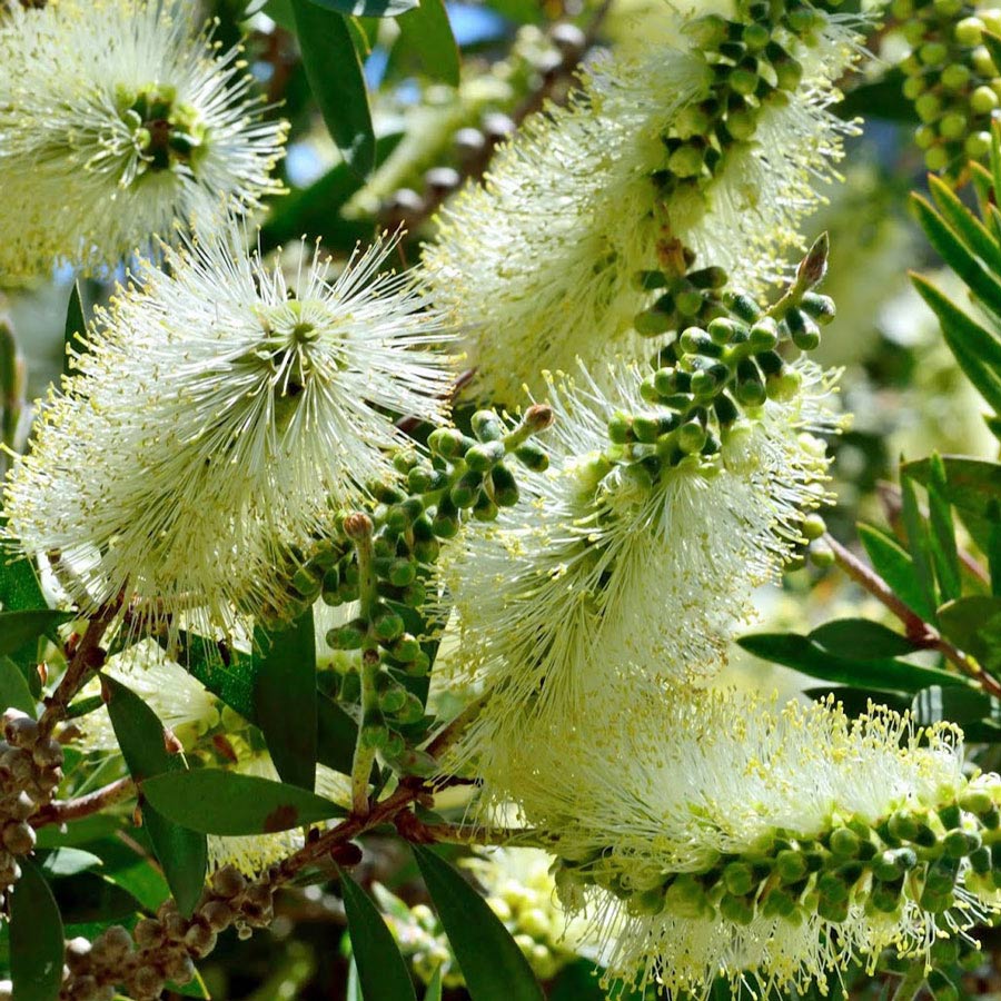 Heirloom Non-GMO Bottle Brush Melaleuca Flower Seeds for Planting – Vibrant Garden Blooms - Non-GMO for planting in home garden