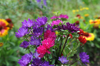 Serenade Mix – China Aster Seed