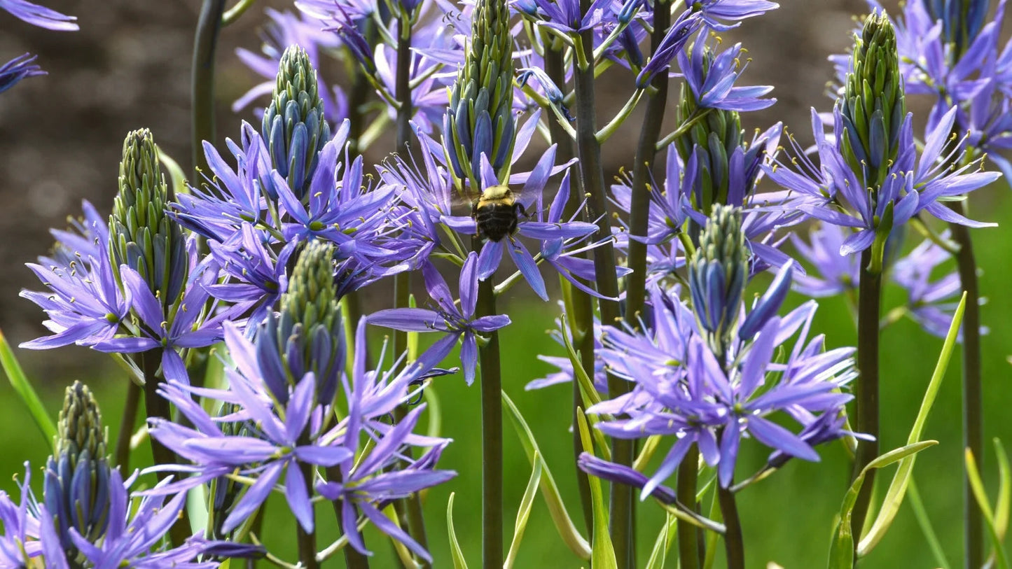 Camassia Flower Seeds, Heirloom, Non-GMO Seeds for Planting