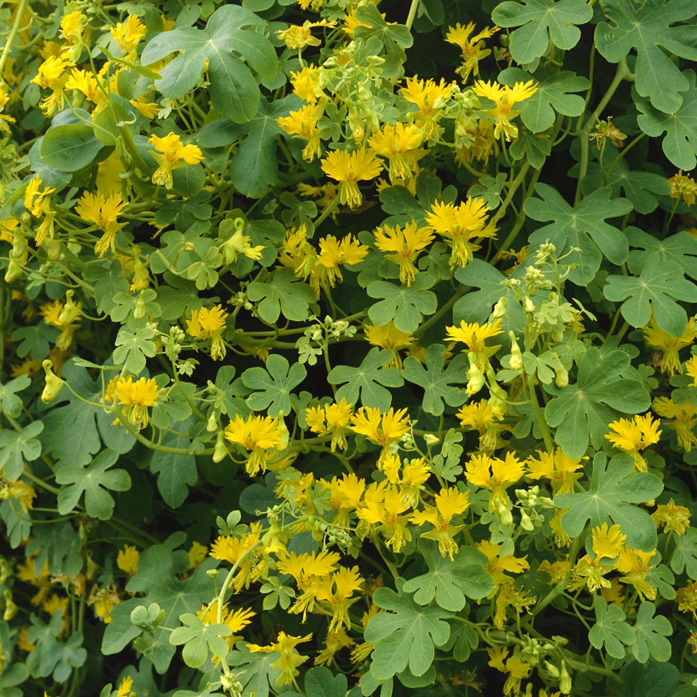Canary Creeper Nasturtium