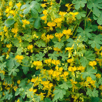 Canary Creeper Nasturtium