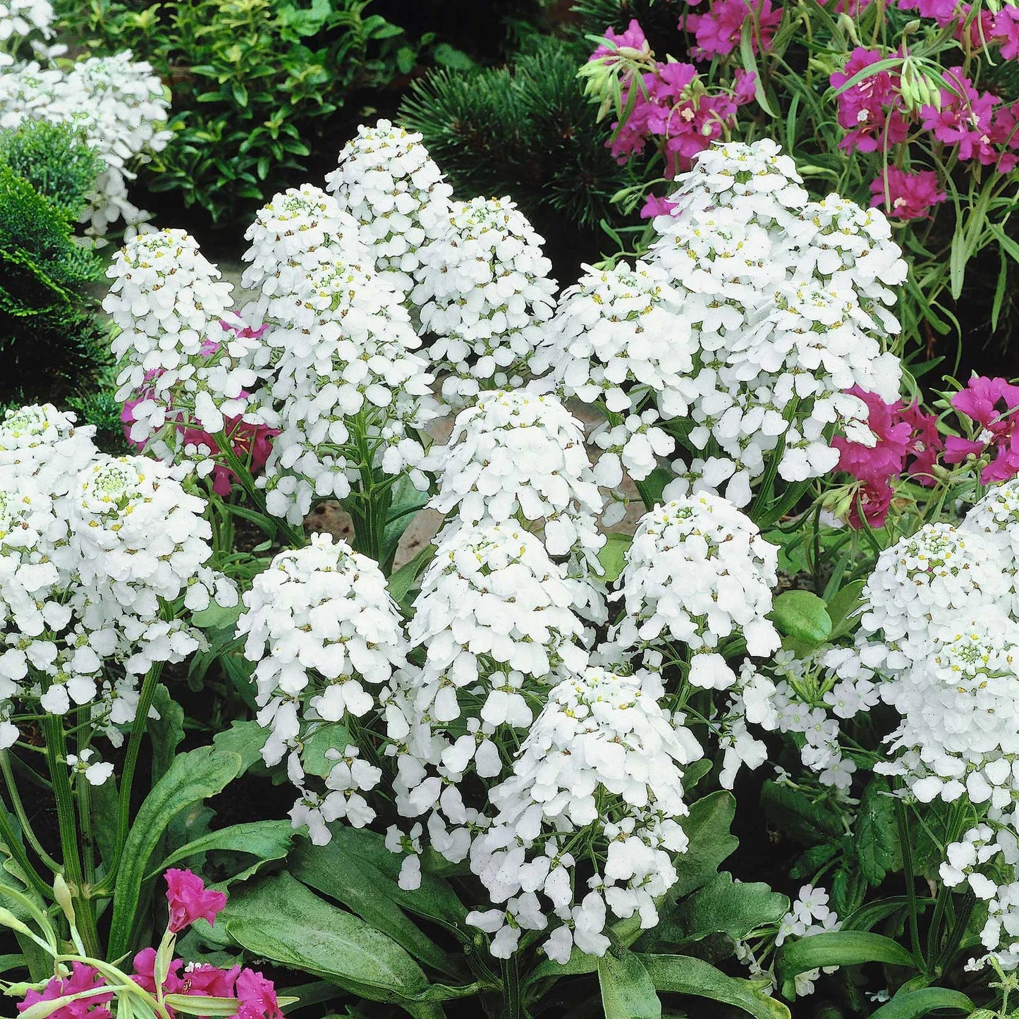 Candytuft- Empress White