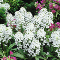 Candytuft- Empress White