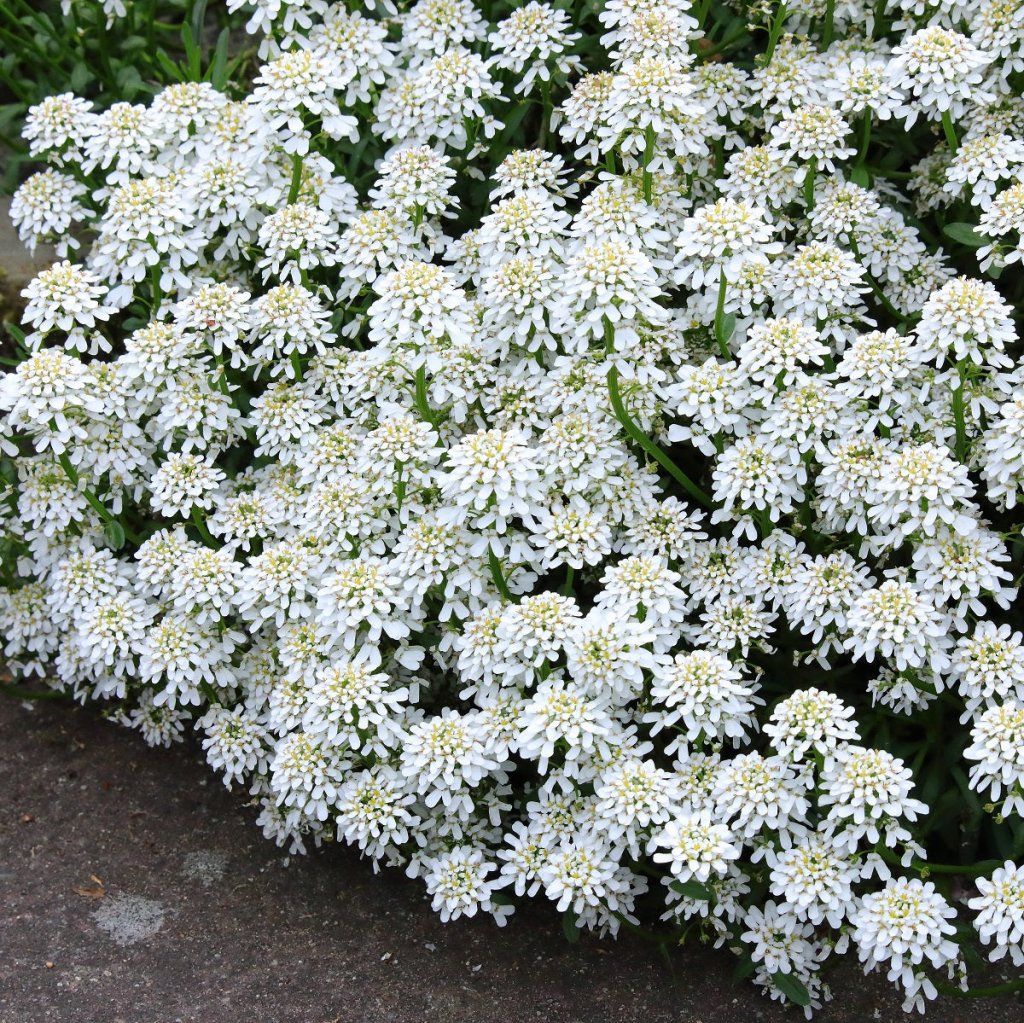 Candytuft- Empress White