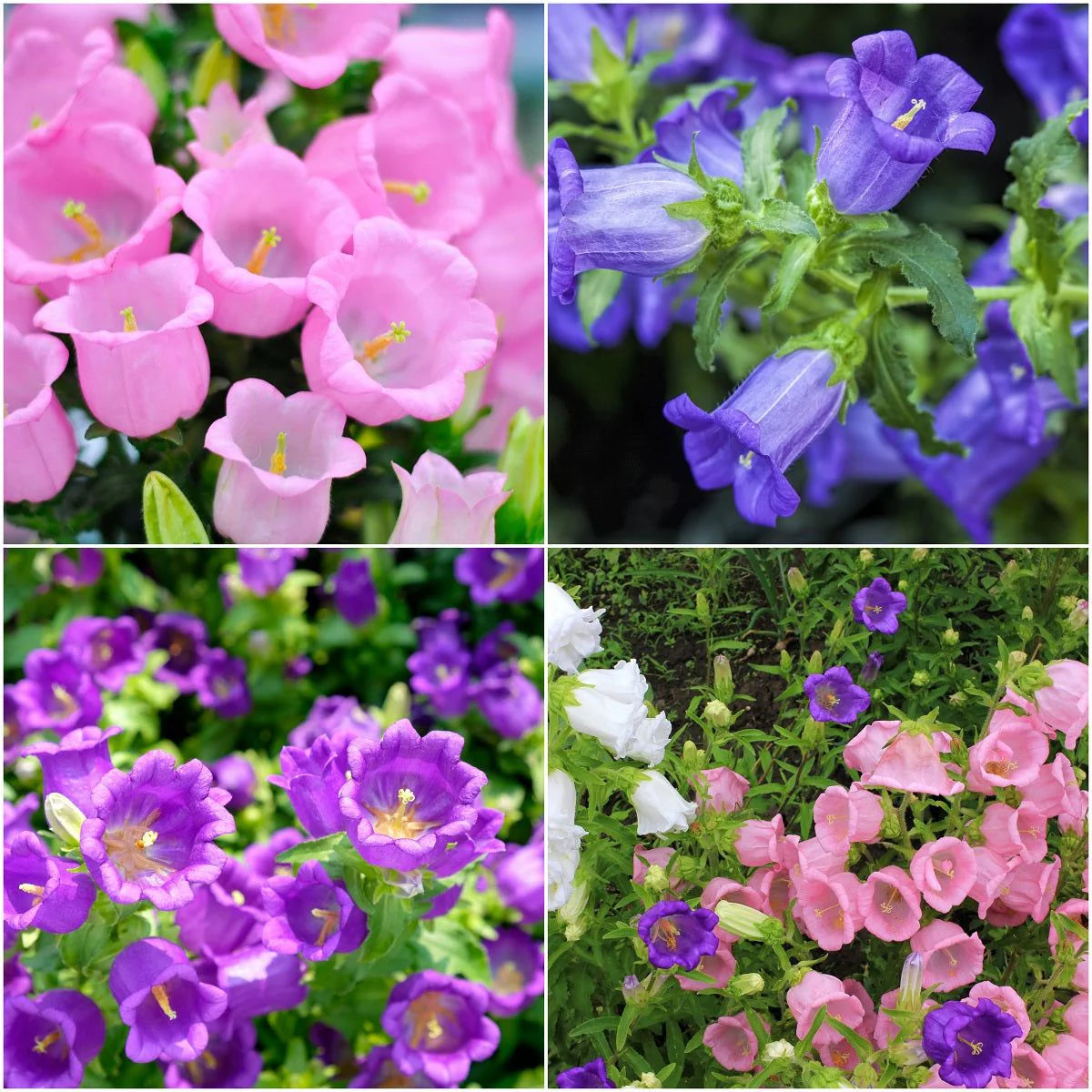 Canterbury Bells- Cup and Saucer Mix