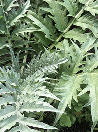 Porto Spineless – Cardoon Seed