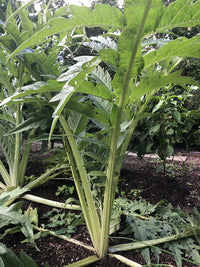 Porto Spineless – Cardoon Seed