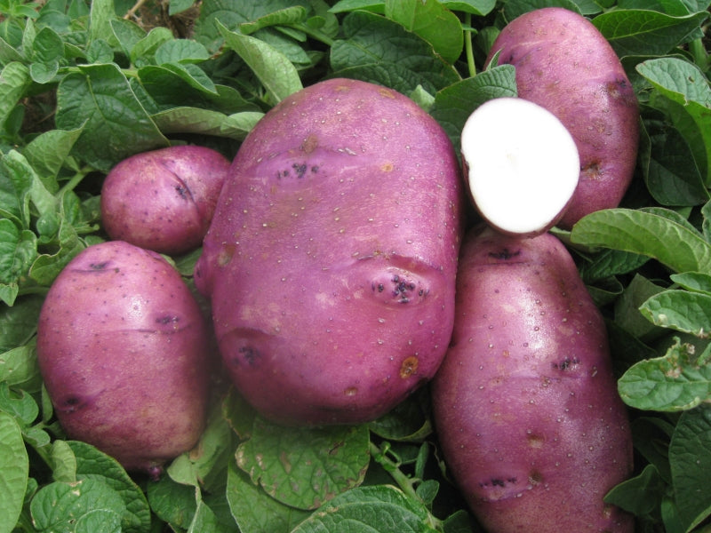 Caribe – Organic Seed Potatoes