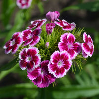 Heirloom Non-GMO White Pink Carnation Flower Seeds for Planting - Non-GMO for planting in home garden