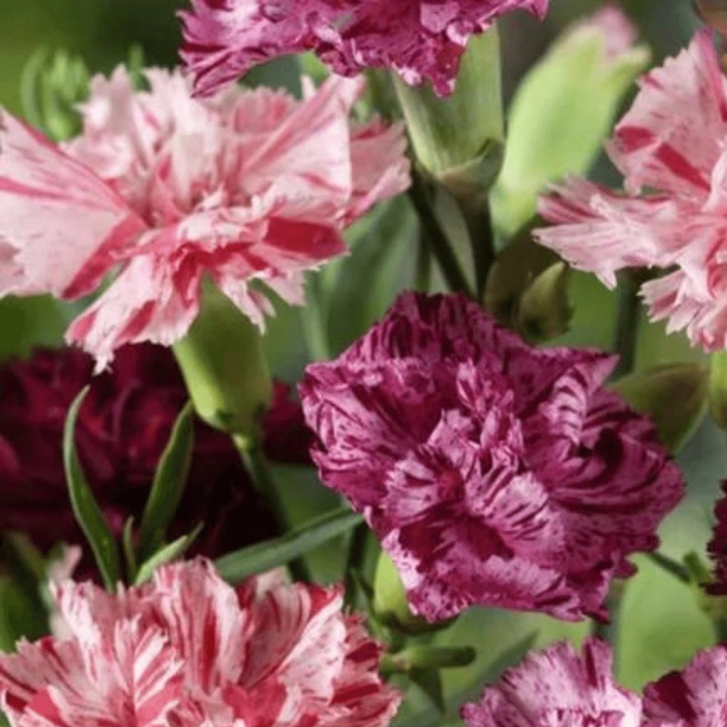 Chabaud Picotee Double Mix – Dianthus Seed