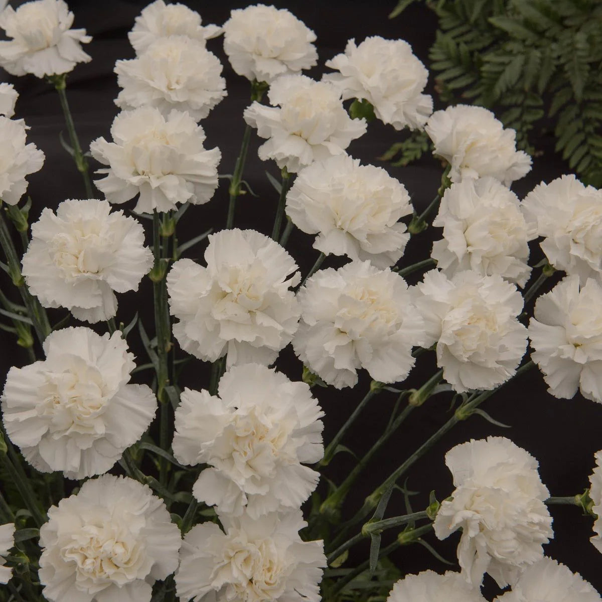 Carnation- Grenadin White