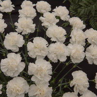 Carnation- Grenadin White