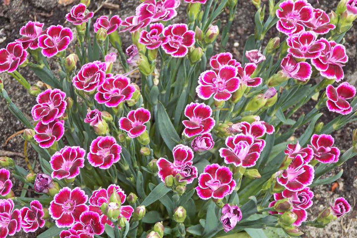 Heirloom Non-GMO White Pink Carnation Flower Seeds for Planting