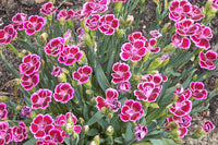 Heirloom Non-GMO White Pink Carnation Flower Seeds for Planting