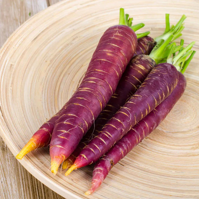 Purple 68 – Carrot Seed
