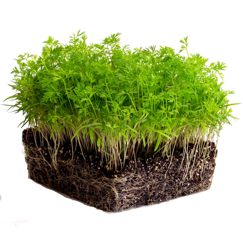Carrot – Microgreen Seed