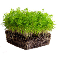Carrot – Microgreen Seed