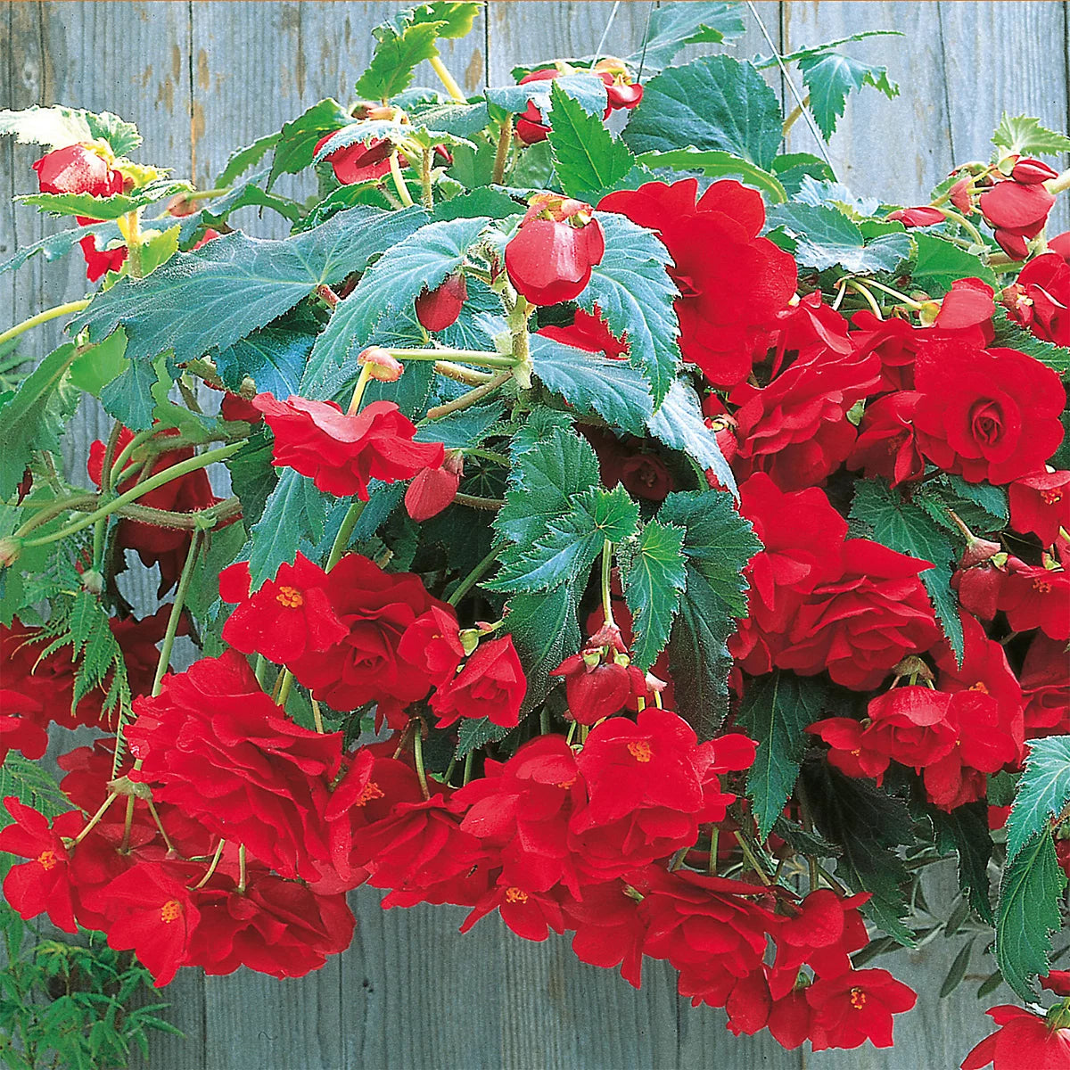 Scarlet Cascade Begonia