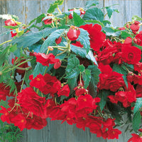 Scarlet Cascade Begonia